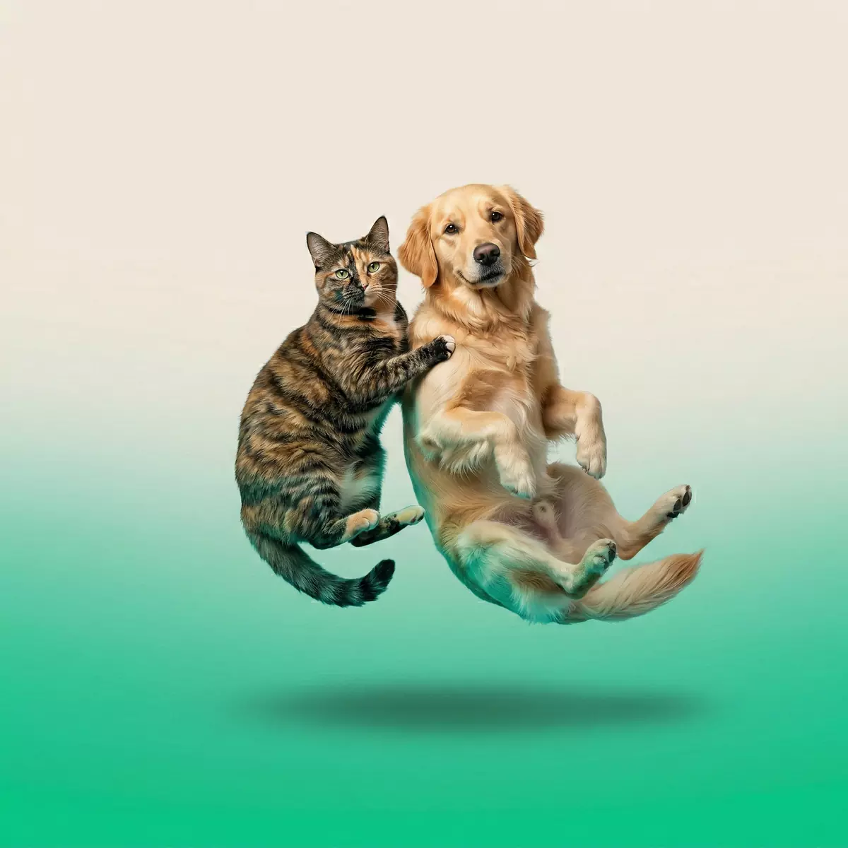 Loves Cats And Dogs creator sound album cover